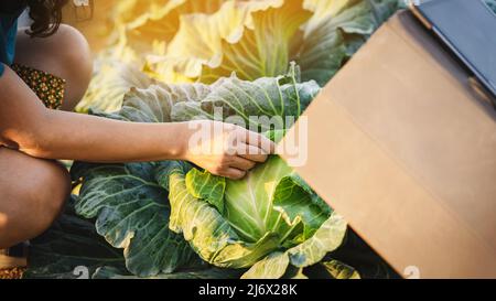 Main de la femme jardinier recherche et de vérifier la qualité du chou frais avec comprimé numérique dans la ferme biologique. Contrôle agricole asiatique sur le champ de chou. Agricu Banque D'Images