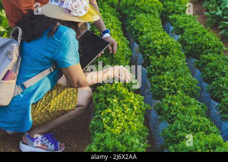 Main de la femme jardinier recherche et de vérifier la qualité de la laitue de chêne vert frais avec un comprimé numérique dans la ferme biologique. Contrôle agricole asiatique sur Green Oak L. Banque D'Images