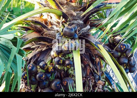 Beaucoup de fruits accrochés à palmyra asiatique ou Borassus flabellifer, communément connu sous le nom de doub, palmyra, tala ou palmier, toddy, vin de palme ou pomme glacée. PA Banque D'Images