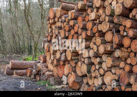 pile de grumes dans l'industrie forestière du bois de campagne Banque D'Images