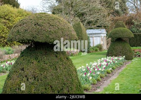 arbres topiaires et tulipes dans un jardin de campagne anglais Banque D'Images