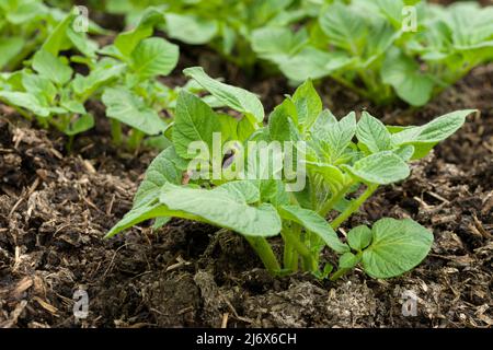 Jeune Pentland Javelin première plante de pomme de terre en croissance dans un potager de style no-dig au printemps. Banque D'Images