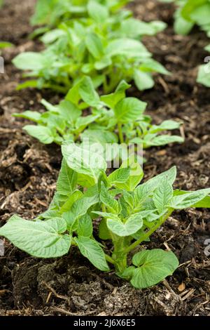 Jeune Pentland Javelin première plante de pomme de terre en croissance dans un potager de style no-dig au printemps. Banque D'Images