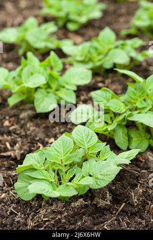 Jeune Pentland Javelin première plante de pomme de terre en croissance dans un potager de style no-dig au printemps. Banque D'Images