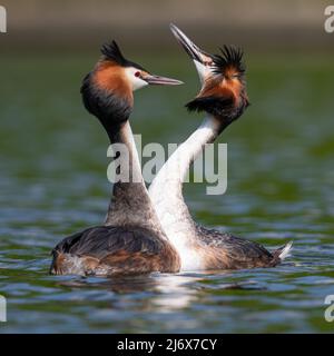 Paire de grands grebes à crête avec des panaches à tête relevée dans un écran complexe de liaison de paire Banque D'Images