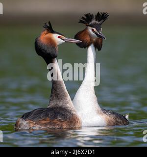 Paire de grands grebes à crête avec des panaches à tête relevée dans un écran complexe de liaison de paire Banque D'Images