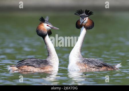 Paire de grands grebes à crête avec des panaches à tête relevée dans un écran complexe de liaison de paire Banque D'Images