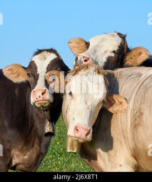 Drôle de jeunes vaches laitières en pâturage dans la région d'Allgaeu, Alpes bavaroises, Allemagne Banque D'Images