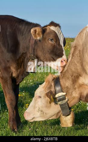 Drôle de jeunes vaches laitières en pâturage dans la région d'Allgaeu, Alpes bavaroises, Allemagne Banque D'Images