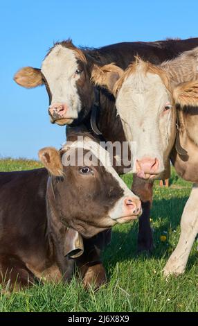 Drôle de jeunes vaches laitières en pâturage dans la région d'Allgaeu, Alpes bavaroises, Allemagne Banque D'Images
