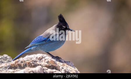 Gros plan sur le magnifique oiseau de Steller's Jay (Cyanocitta stelleri) de couleur bleue, perché sur un rocher. Long Jay de montagne à crête ou Jay de pin Banque D'Images