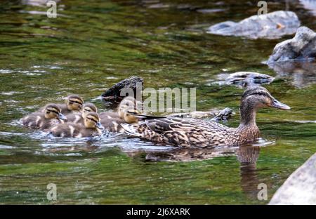 Canard colvert et canetons ont une excursion sur la rivière Almond dans le parc Almondell Country Park, West Lothian. Banque D'Images