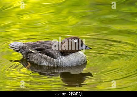 La femelle commune de l'oeil d'or (Bucephala clangula) nageant dans le lac Banque D'Images