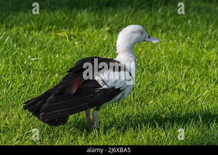 Radjah Shelduck / raja Shelduck / Black-backed Shelduck / Burdekin duck (Radjah radjah / Tadorna radjah) originaire de Nouvelle-Guinée et d'Australie Banque D'Images