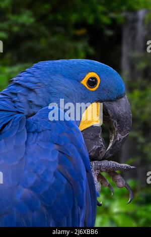 Hyacinth macaw / hyacinthine macaw (Anodorhynchus hyacinthinus) parrot originaire d'Europe centrale et de l'Amérique du Sud Banque D'Images