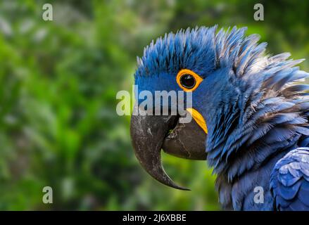 Hyacinth macaw / hyacinthine macaw (Anodorhynchus hyacinthinus) parrot originaire d'Europe centrale et de l'Amérique du Sud Banque D'Images