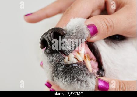 Vétérinaire vérifier les dents de chien vue rapprochée isolée Banque D'Images