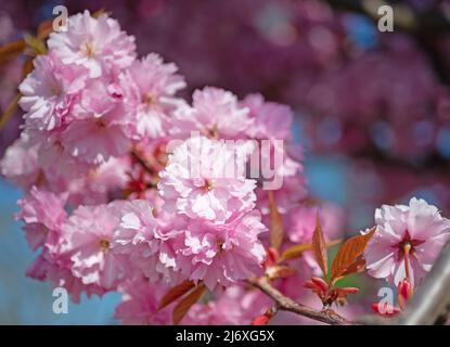 Girofle japonais Cerisier, Prunus serrulata, la floraison au printemps Banque D'Images