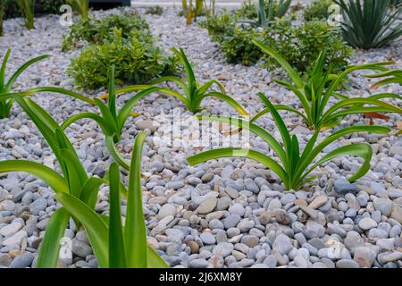 plantes en croissance dans le jardin décoré de galets. concept d'environnement biologique Banque D'Images