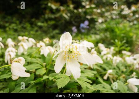 L'anémone en bois (Anemone nemorosa) fleurit dans les bois de Southampton Common, Hampshire, Royaume-Uni Banque D'Images