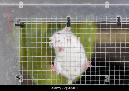 Souris blanche de laboratoire sur une maille métallique dans une cage. Banque D'Images