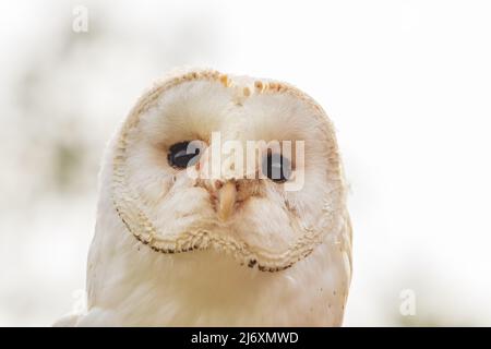 Barn Owl - ces albums - tête portrait. Plumes blanches délicates sur la tête. Banque D'Images