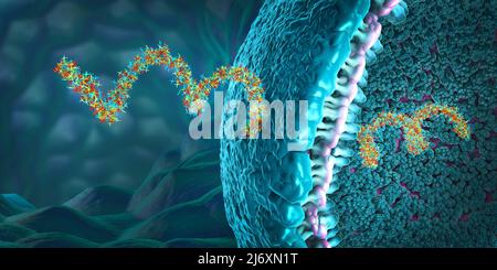 Brins d'acide ribonucléique composés de nucléotides importants pour la bio-synthèse des protéines - illustration 3d Banque D'Images