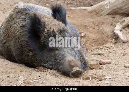 Un seul sanglier endormi (sus scrofa) qui se pose dans la terre Banque D'Images