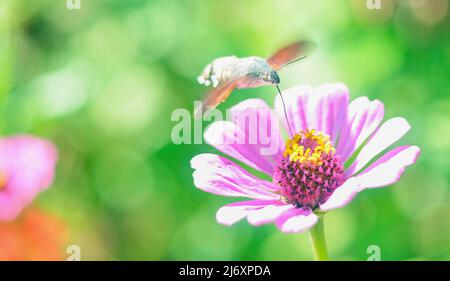 Papillon Hummingbird Hawk-Moth sur une fleur Banque D'Images