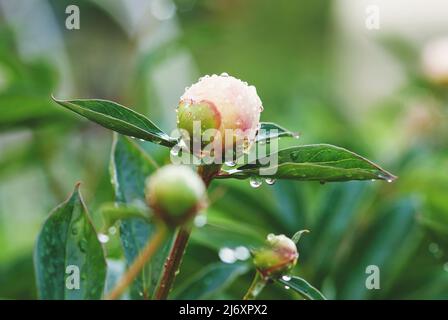 Plante de pivoine avec boutons de fleurs dans le jardin, pivoines non ouvertes humides de la pluie Banque D'Images