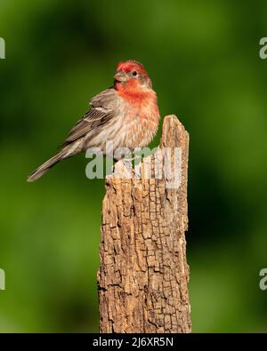 Mâle Maison Finch perchée sur un Stump Banque D'Images