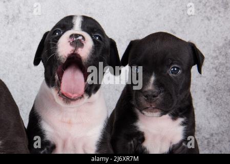 Chiens de Staffordshire Terrier noir et blanc ou chiots AmStaff sur fond gris Banque D'Images