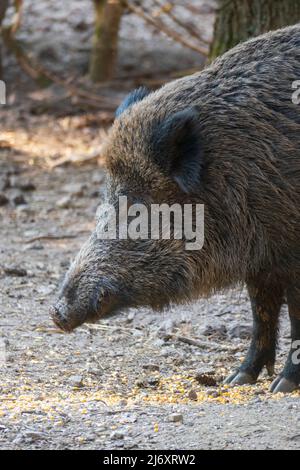 Wildschwein sucht auf dem Waldboden nach Fressen Banque D'Images