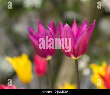 Tulipa 'Purple Dream' s'ouvre sous le soleil de printemps. Banque D'Images