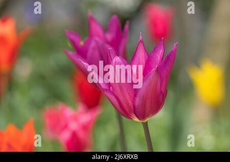 Tulipa 'Purple Dream' s'ouvre sous le soleil de printemps. Banque D'Images