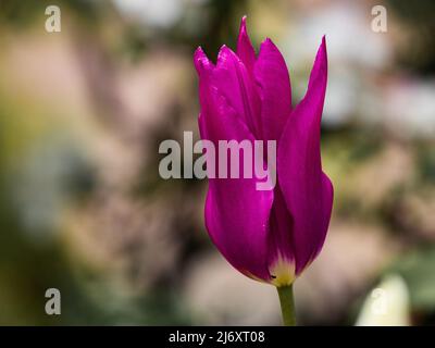 Tulipa 'Purple Dream' gros plan. Une tulipe de lys violette avec un centre jaune. Banque D'Images