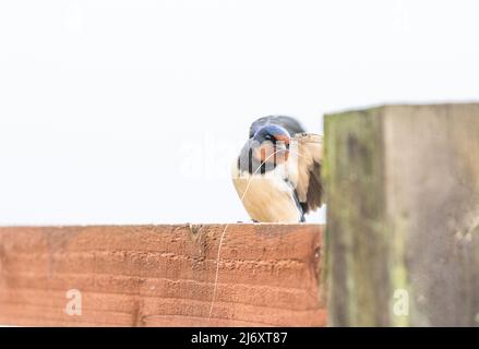 Une hirondelle de grange (Royaume-Uni) sur une clôture en bois contenant du matériel de nidification dans son bec. L'image présente un espace négatif autour de l'oiseau. Banque D'Images