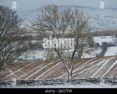 Motifs graphiques linéaires de la neige fraîche dans les voies diagonales des véhicules agricoles à travers le champ labouré en paysage d'hiver avec des arbres - Cumbria, Angleterre, Royaume-Uni Banque D'Images