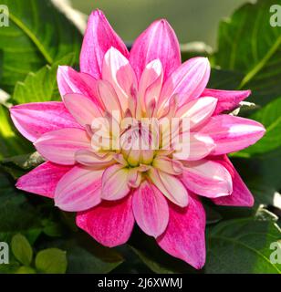 Gros plan image d'un seul Dahlia Hypnotica Electric Pink Banque D'Images