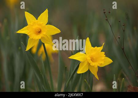 Concentrez-vous sur deux jonquilles en trompette jaune dans le jardin au printemps avec un fond de bokeh crémeux Banque D'Images