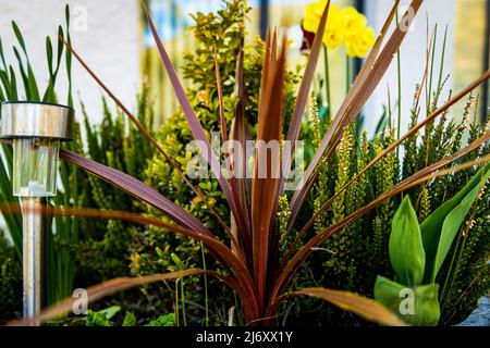 Cordyline et d'autres plantes dans un pot avec une lumière solaire, Scottish Highlands, Ecosse, West Coast, Argyle, Royaume-Uni Banque D'Images