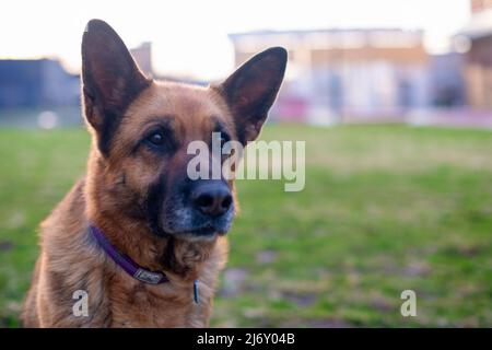 Un chien de berger allemand pur-sang avec un long manteau brun lors d'une promenade au printemps. Banque D'Images