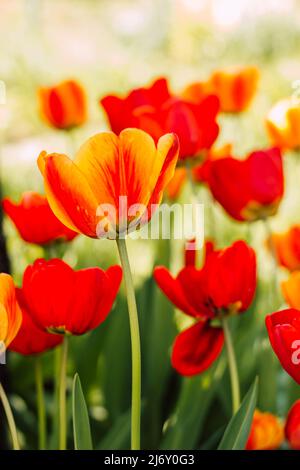 Un champ avec de magnifiques tulipes rouges en fleurs au printemps Banque D'Images