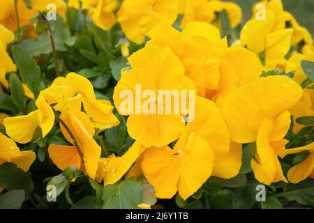 Macro gros plan des pansies jaunes dans le jardin au printemps Banque D'Images