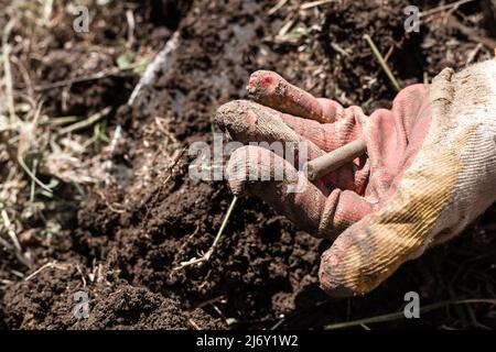 Un vieux boîtier de cartouche d'un revolver Nagan balle dans la main, trouvé pendant l'excavation de la terre dans le champ. Les découvertes de guerre du début du 20th siècle Banque D'Images