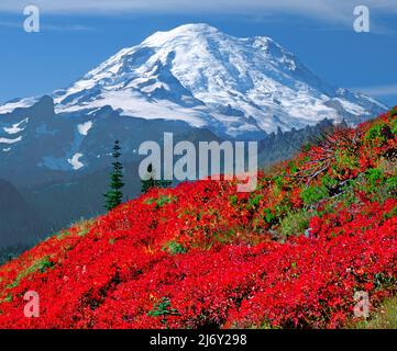 Les champs de Huckleberry sous Mt. Rainier à Mt. Parc national de Rainier, Washington Banque D'Images