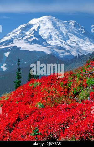 Les champs de Huckleberry sous Mt. Rainier à Mt. Parc national de Rainier, Washington Banque D'Images