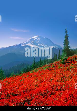 Les champs de Huckleberry sous Mt. Rainier à Mt. Parc national de Rainier, Washington Banque D'Images