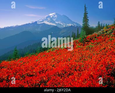 Les champs de Huckleberry sous Mt. Rainier à Mt. Parc national de Rainier, Washington Banque D'Images