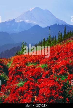 Les champs de Huckleberry sous Mt. Rainier à Mt. Parc national de Rainier, Washington Banque D'Images